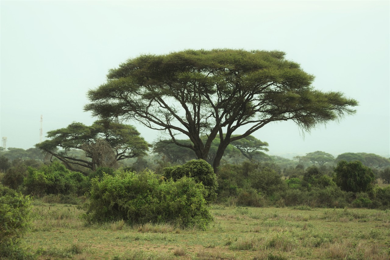 Umbrella thorn acacia Acacia tortilis, Amboseli  National Park, Kenya 