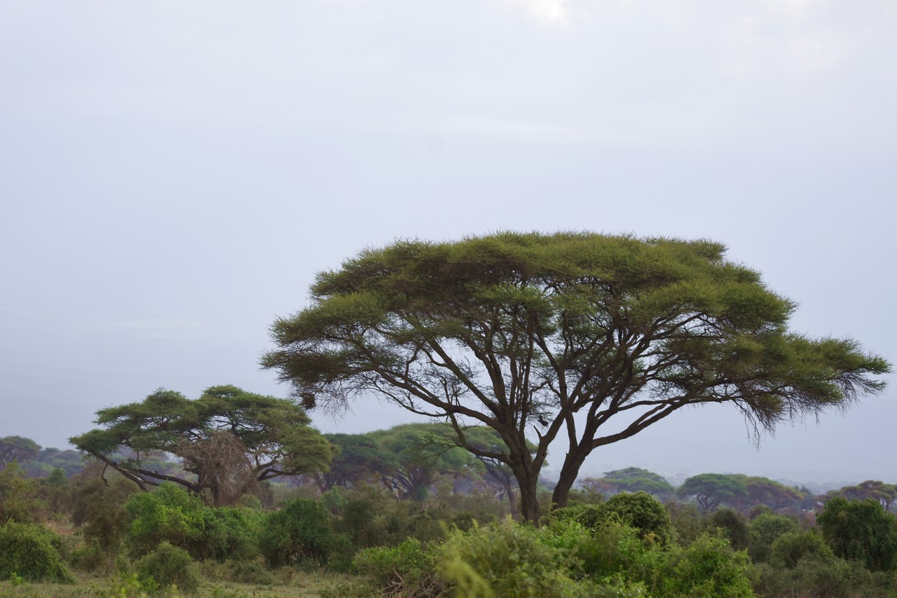 Umbrella thorn acacia Acacia tortilis, Amboseli  National Park, Kenya 