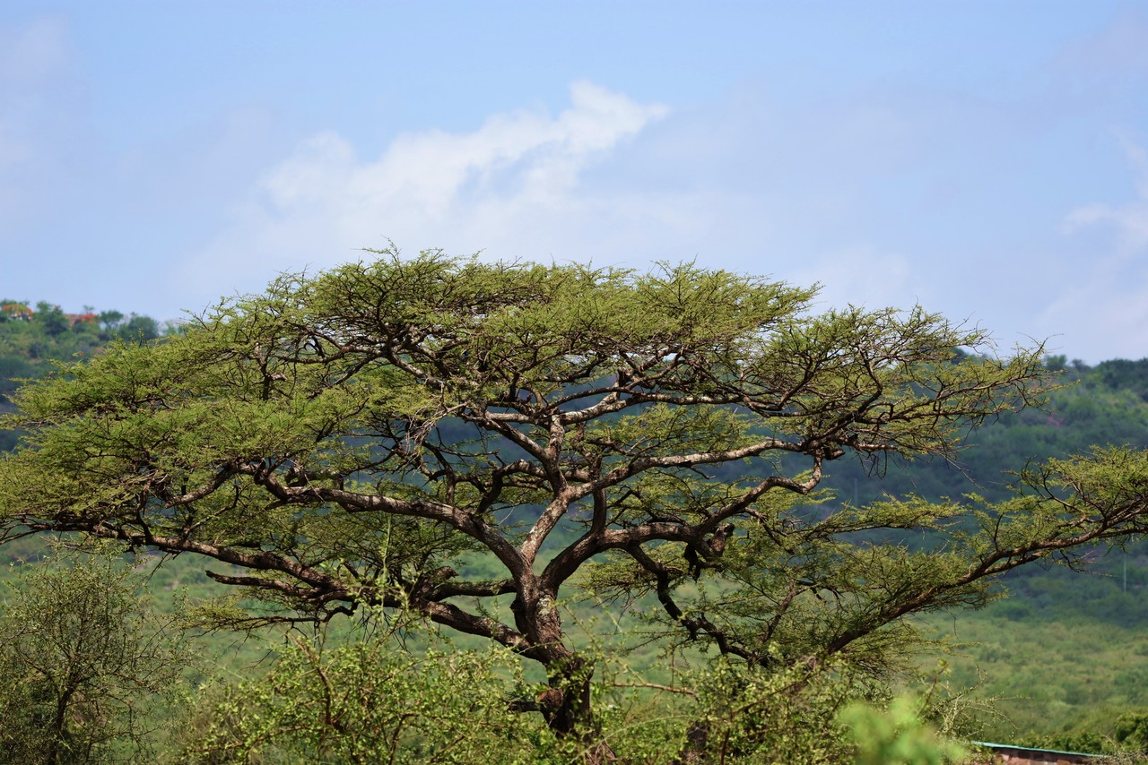 Umbrella thorn acacia Acacia tortilis, Amboseli National Park, Kenya 