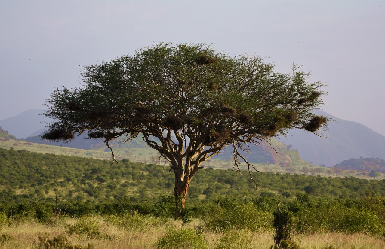 Umbrella thorn acacia Acacia tortilis, Amboseli National Park, Kenya 