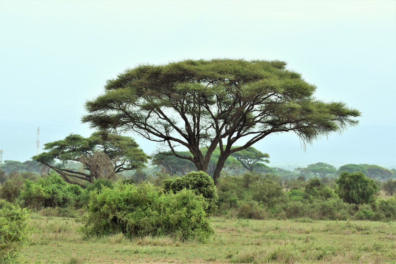 Umbrella thorn acacia tree Vachellia tortilis, Kenya