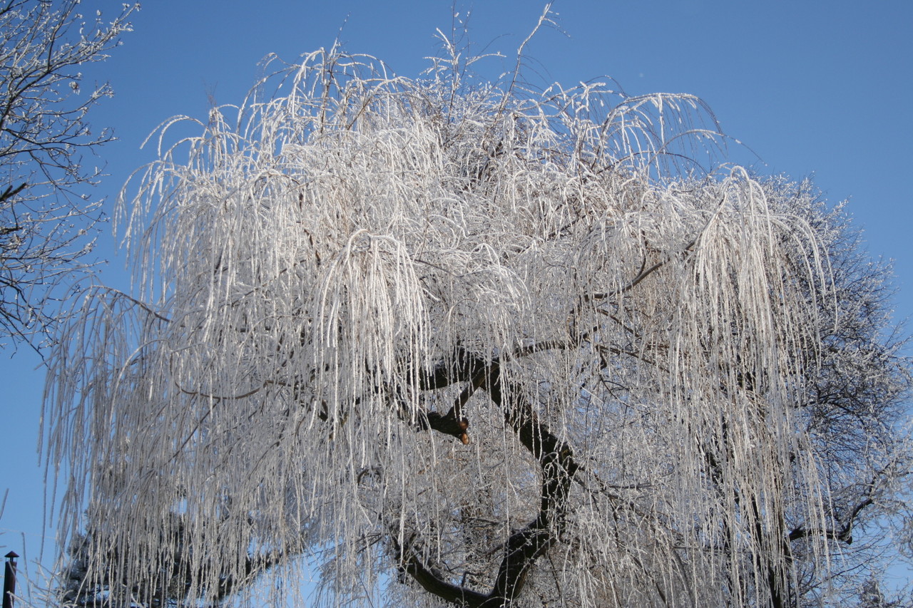 Weeping Golden Willow in winter Salix × sepulcralis 'Chrysocoma’