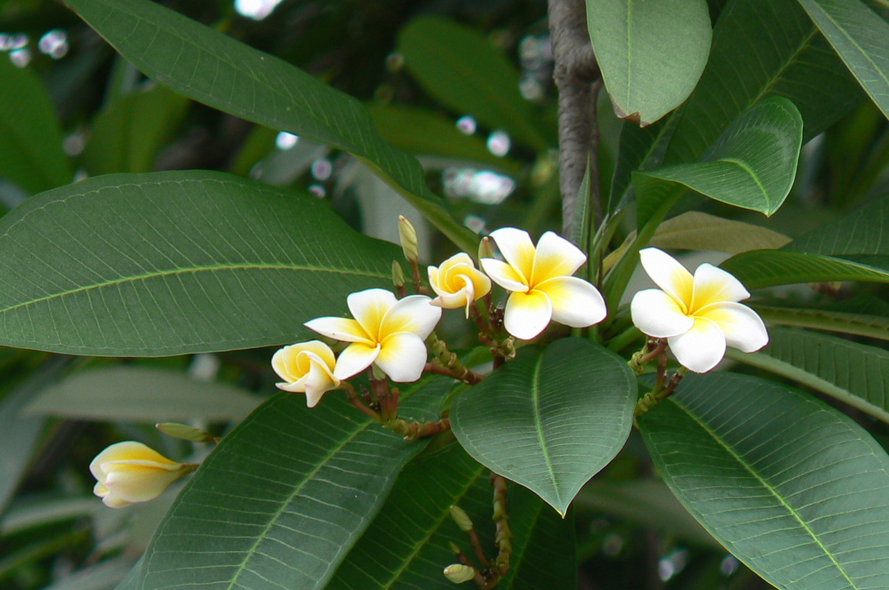 West Indian jasmine Plumeria alba