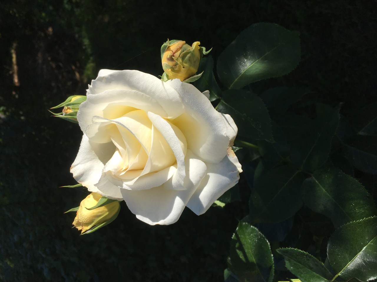 White rose Rosa ×alba