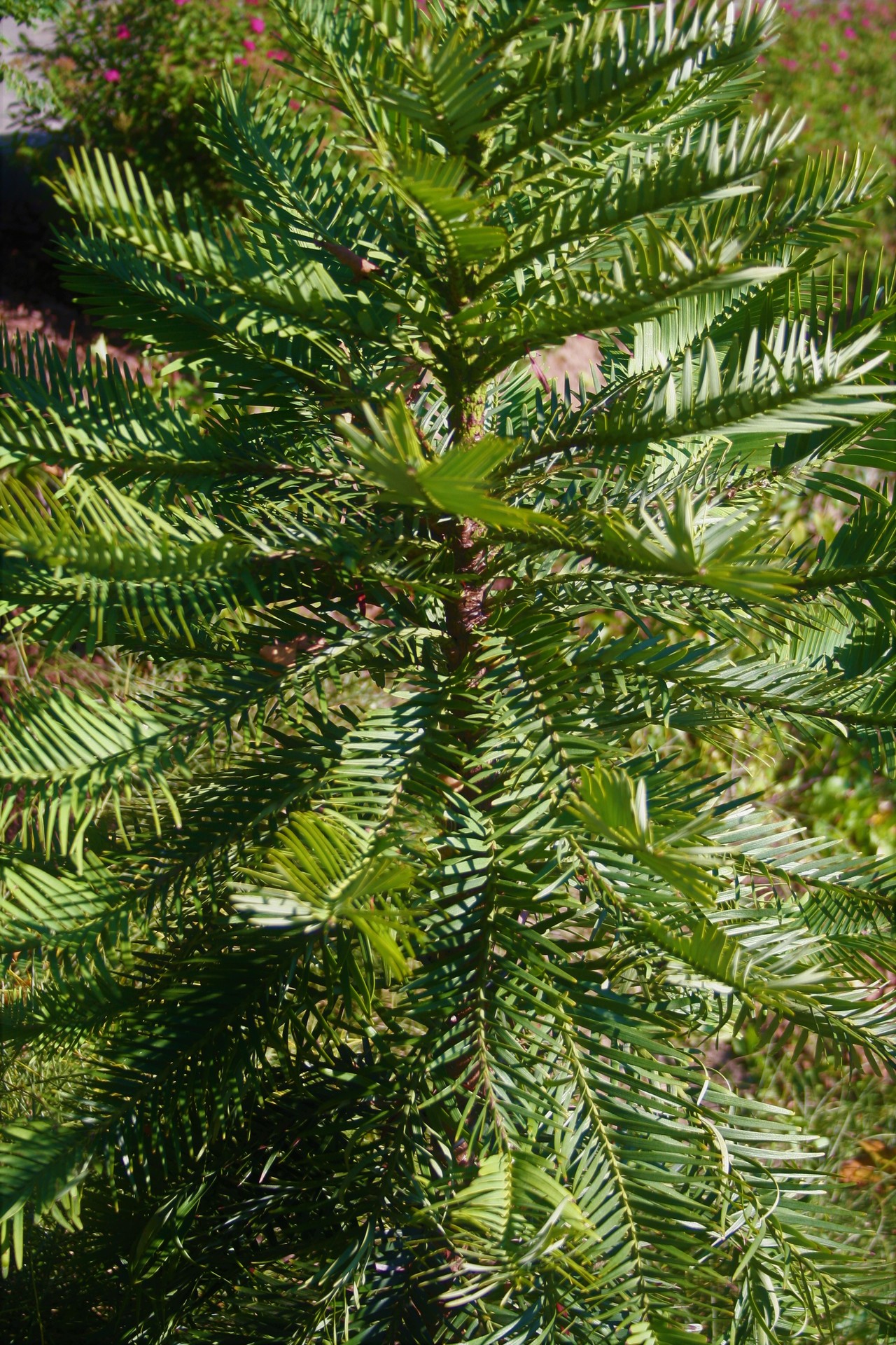 Wollemi pine Wollemia nobilis