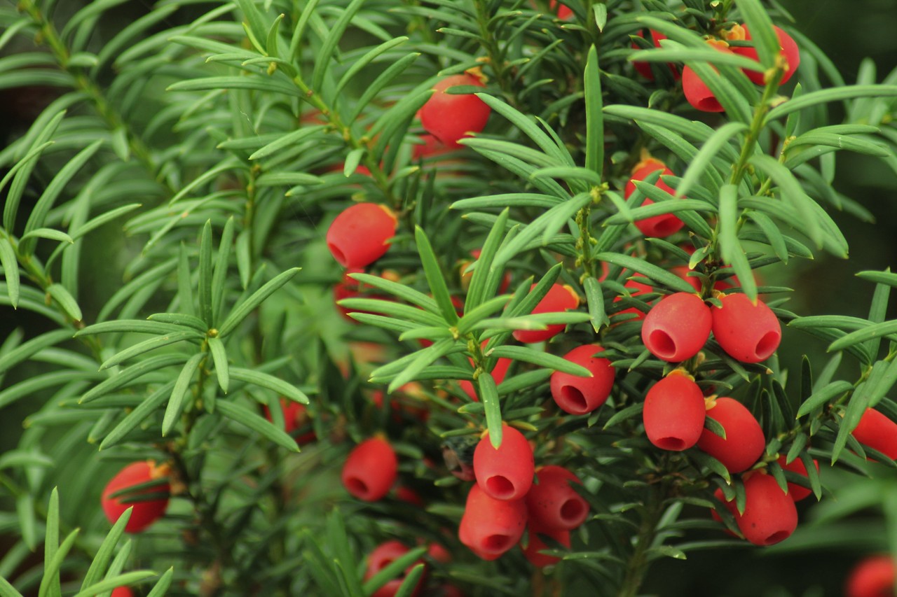 Yew -  cones Taxus baccata