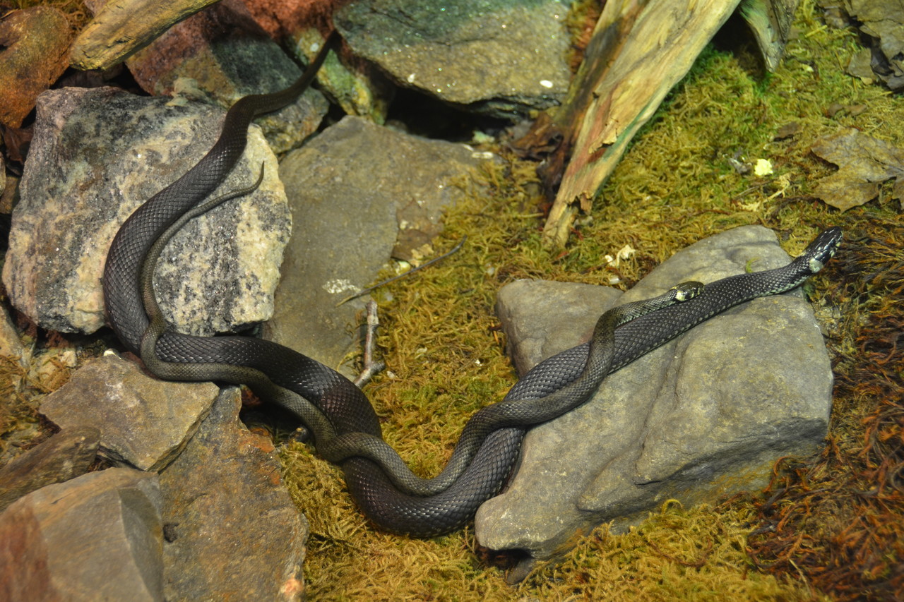 Grass snakes mating Natrix natrix
