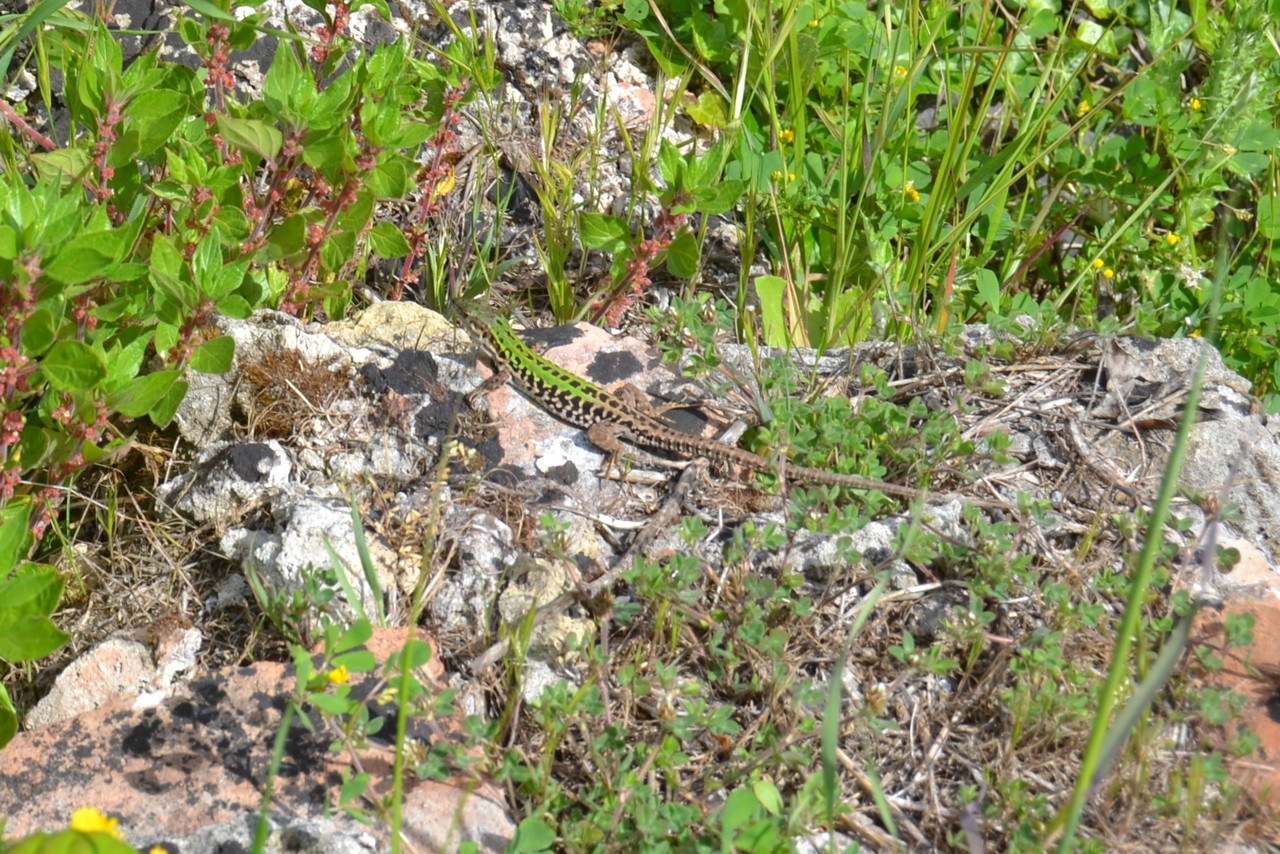 Italian wall lizard Podarcis siculus, State Nature Reserve of Castelporziano, Italy