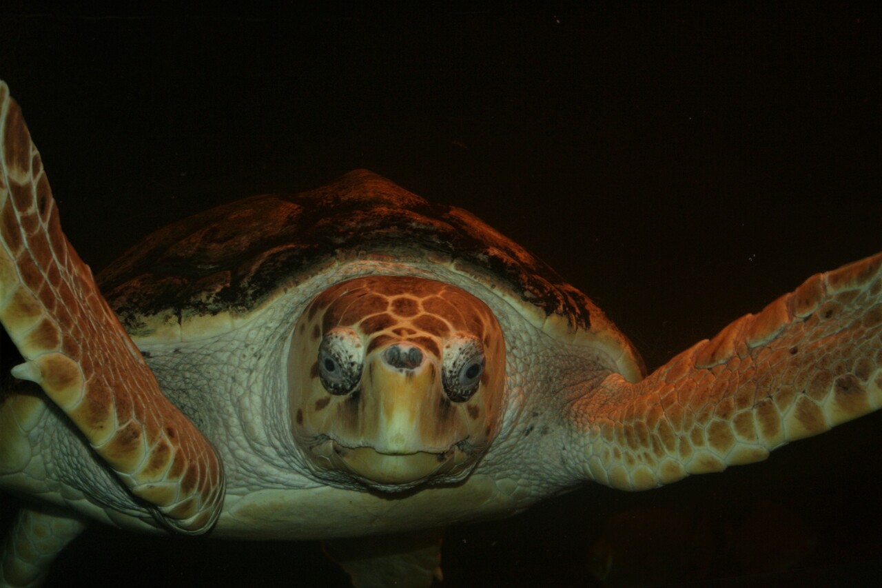Loggerhead Turtle Caretta caretta