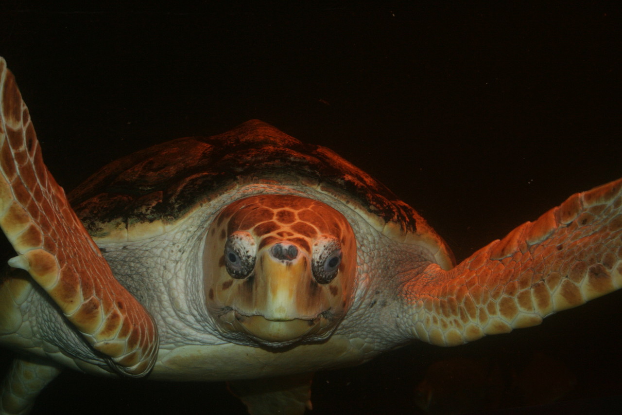 Loggerhead sea turtle Caretta caretta
