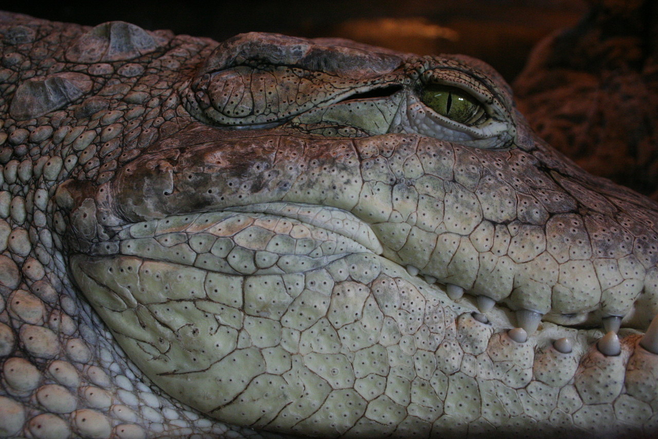 Nile crocodile Crocodylus niloticus