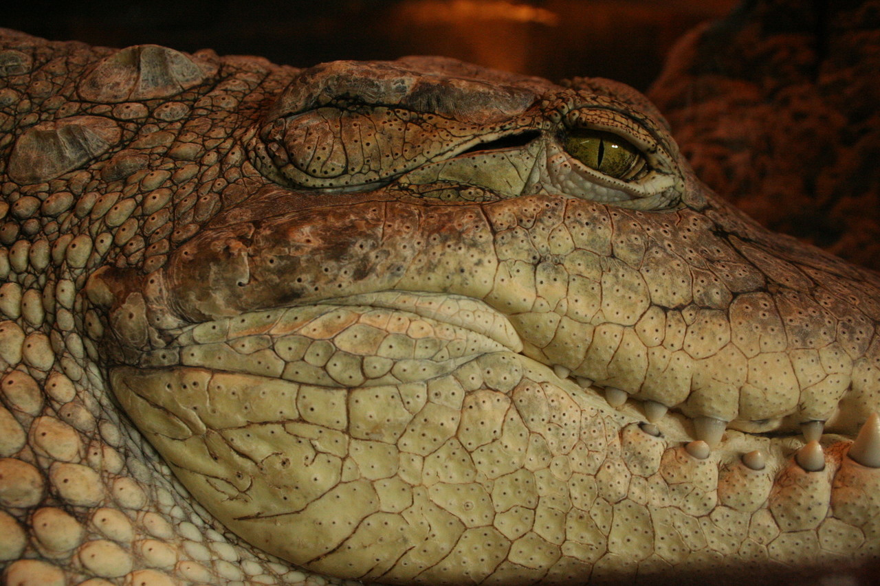 Nile crocodile Crocodylus niloticus