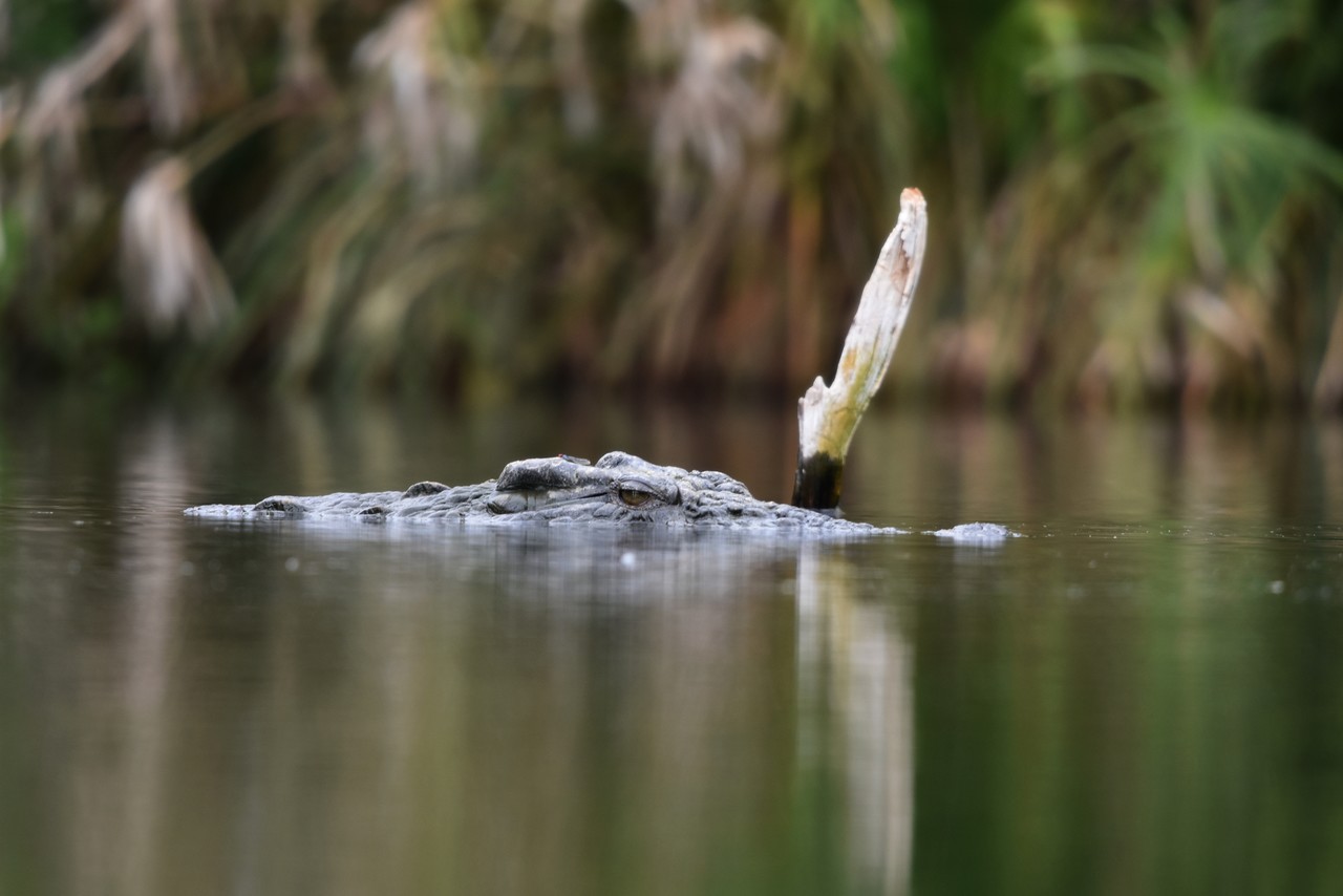 Nile crocodile Crocodylus niloticus, Tsavo National Park, Kenya