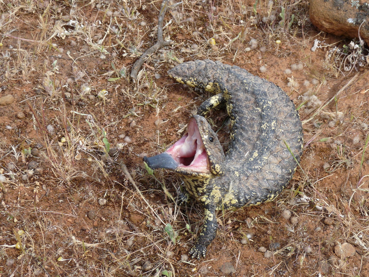 Shingleback lizard Tiliqua rugosa, Western Australia 
