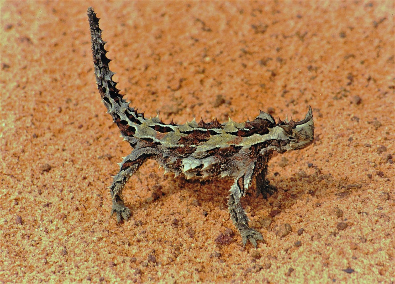 Thorny Devil Moloch horridus, Western Australia