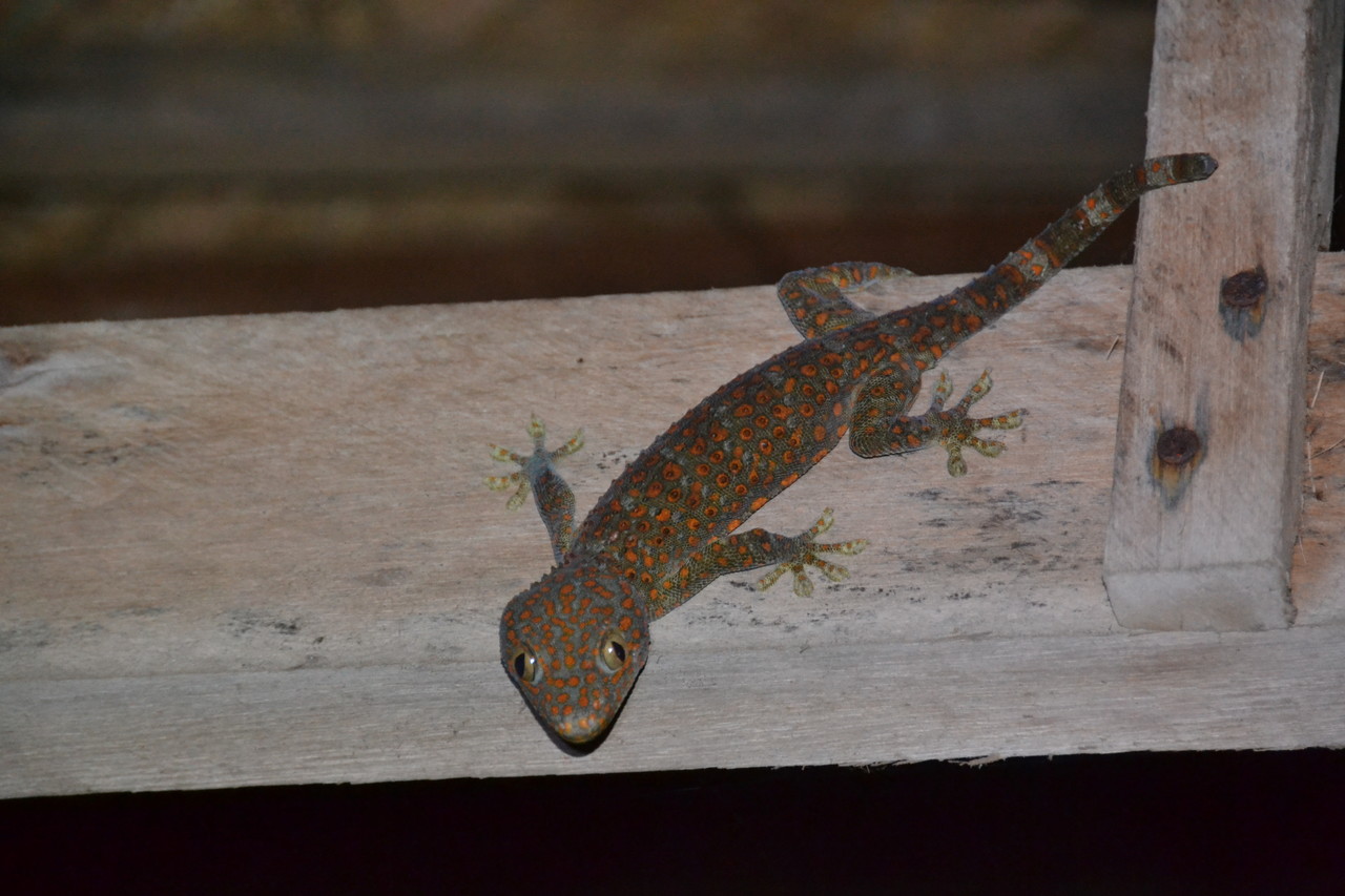 Tokay Gecko Gekko gecko, San Loem, Cambodia