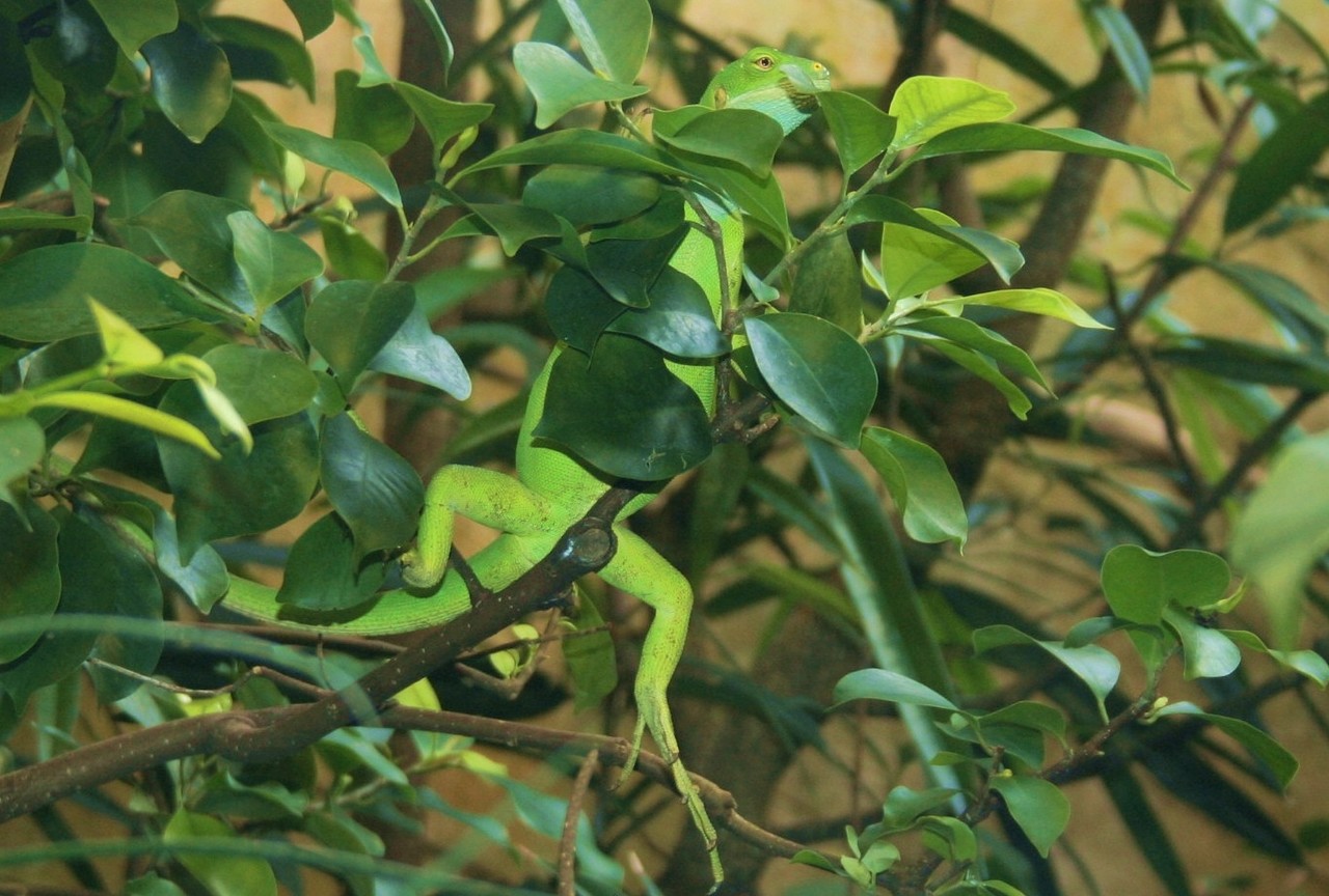 Young green basilisk Basiliscus plumifrons, Costa Rica
