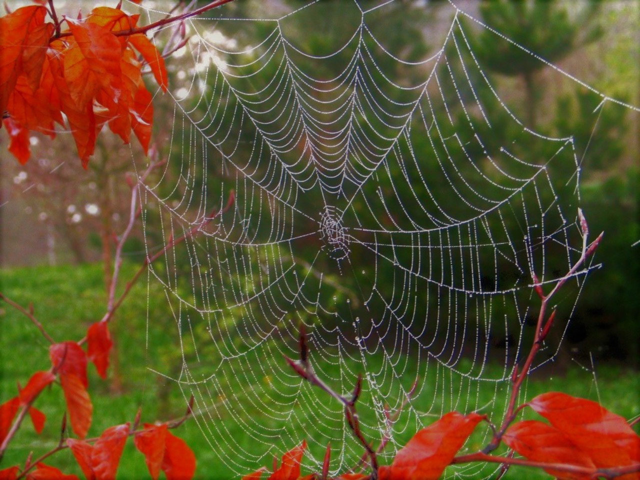 Autumn Cobweb