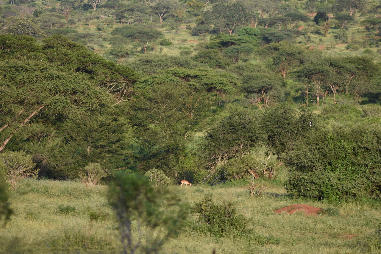 Bush,,Amboseli  National Park, Kenya