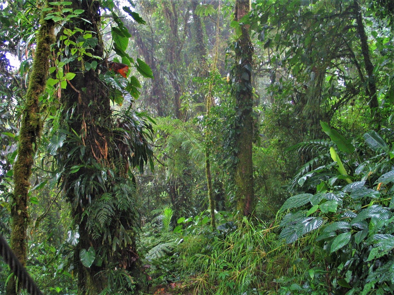Costa Rica - Jungle