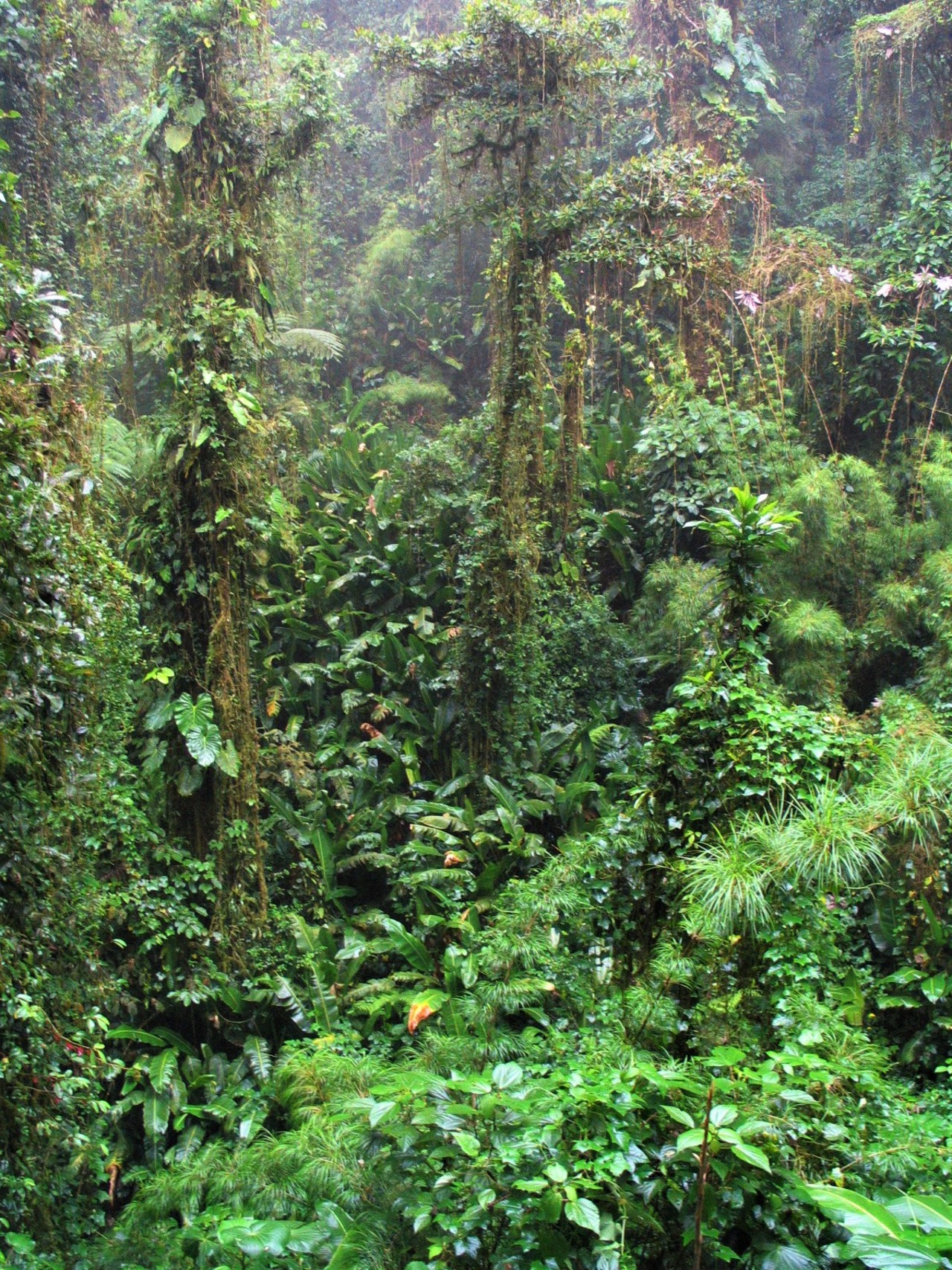 Costa Rica - Jungle