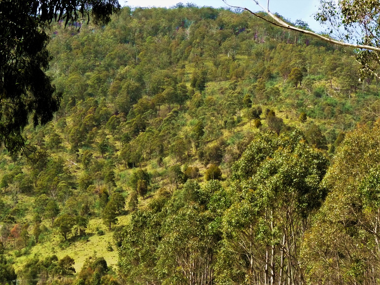 Eucalypt Forest, Tasmania, Australia