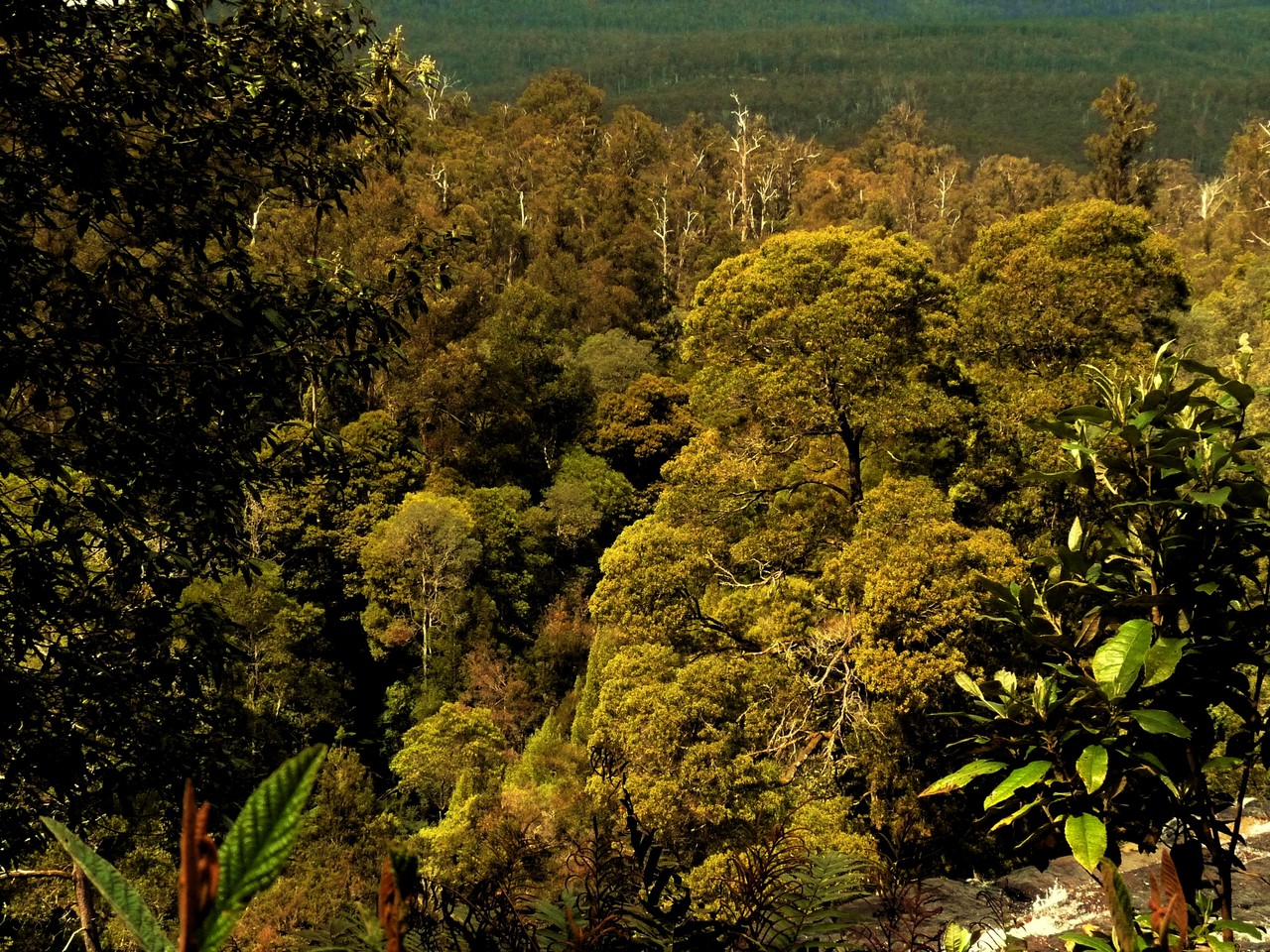 Eucalypt Forest, Tasmania, Australia