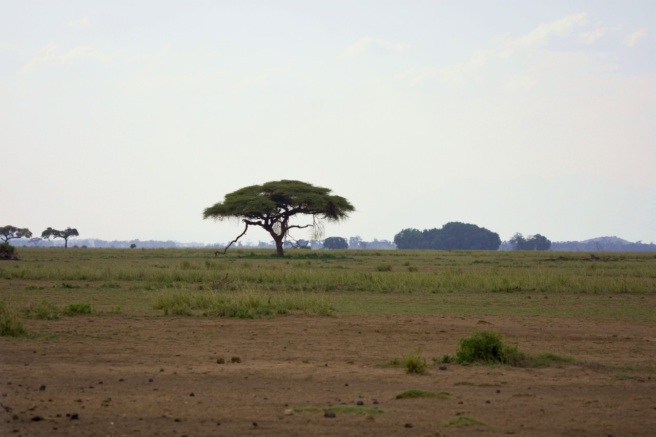 Kenya - savannah