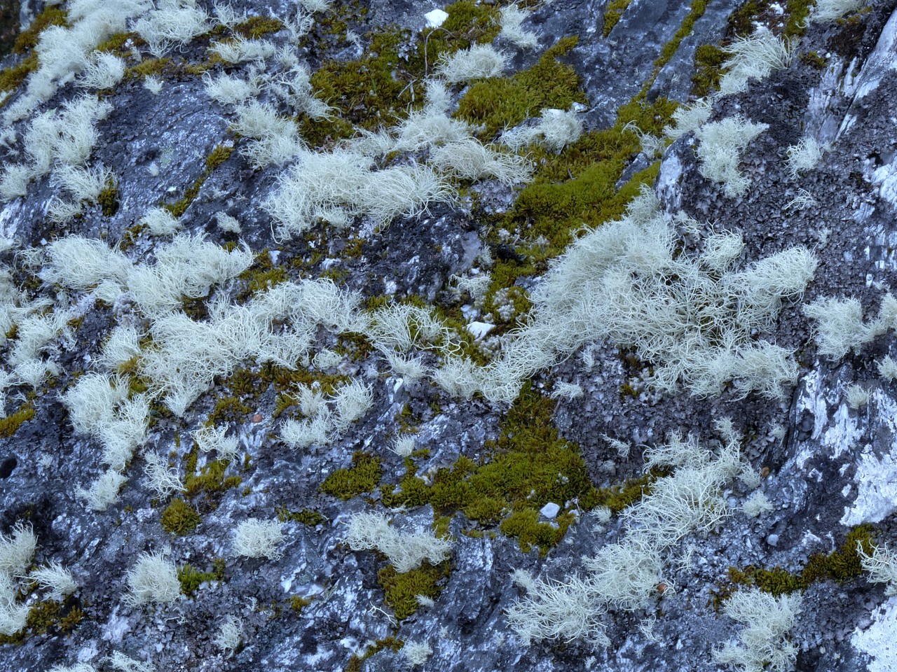 Mosses and lichens, Tasmania, Australia