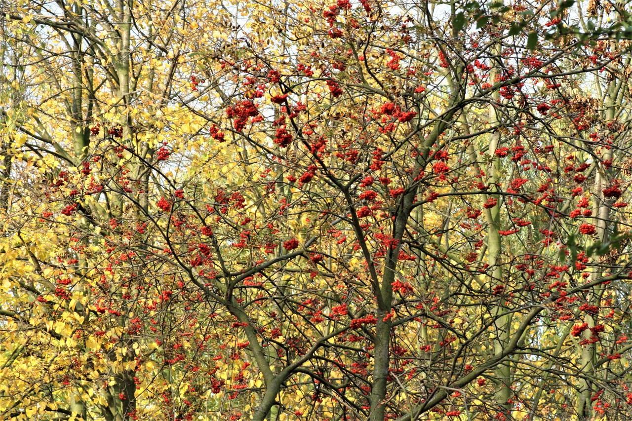Rowan tree at autumn