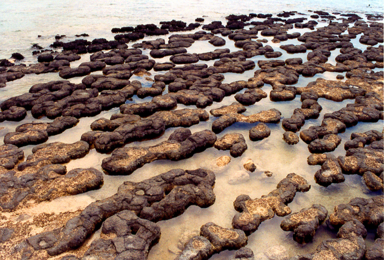 Stromatolites in Shark Bay, Western Australia