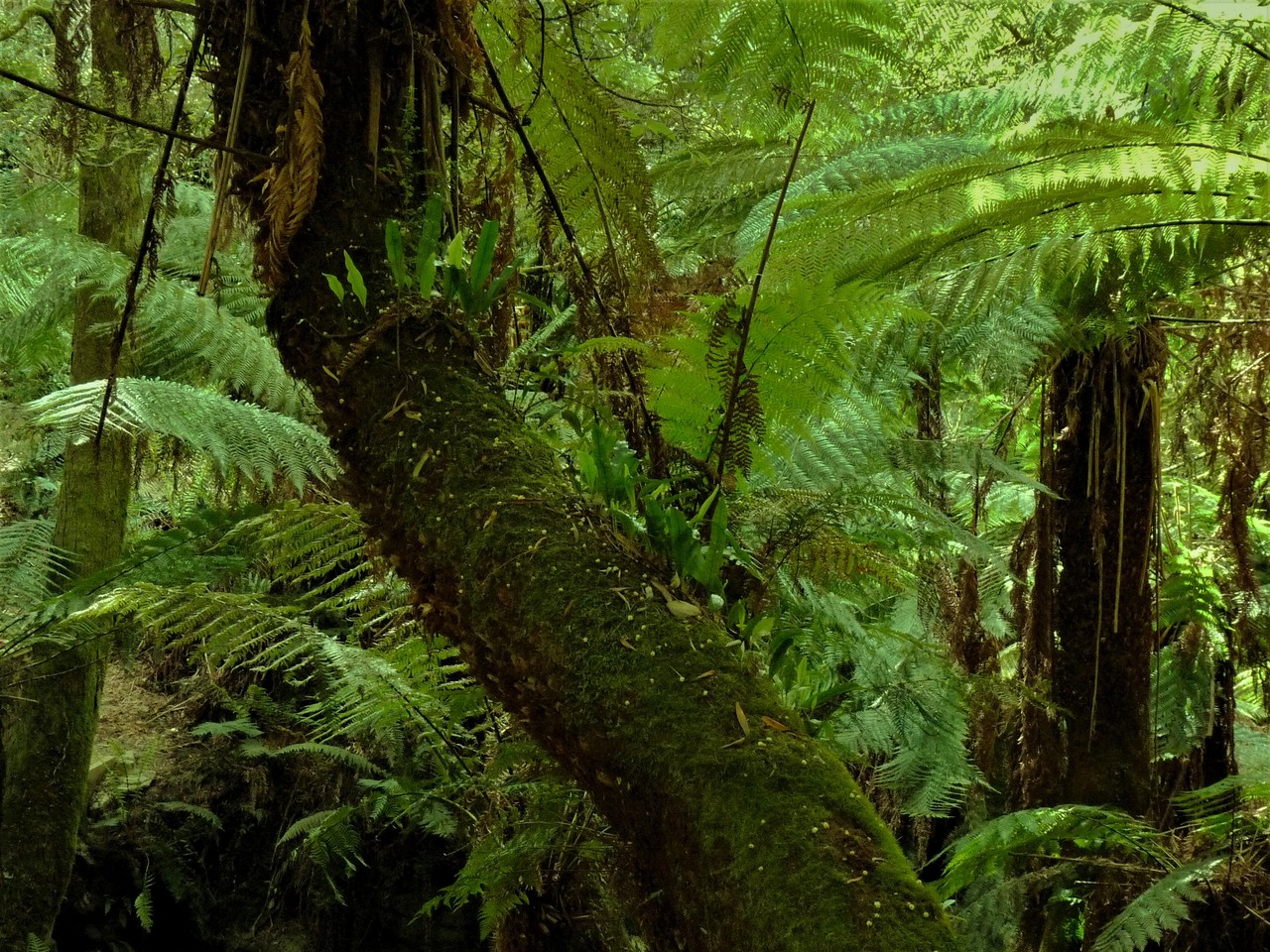 Tasmanian Ancient Fern Forest, Tasmania, Australia