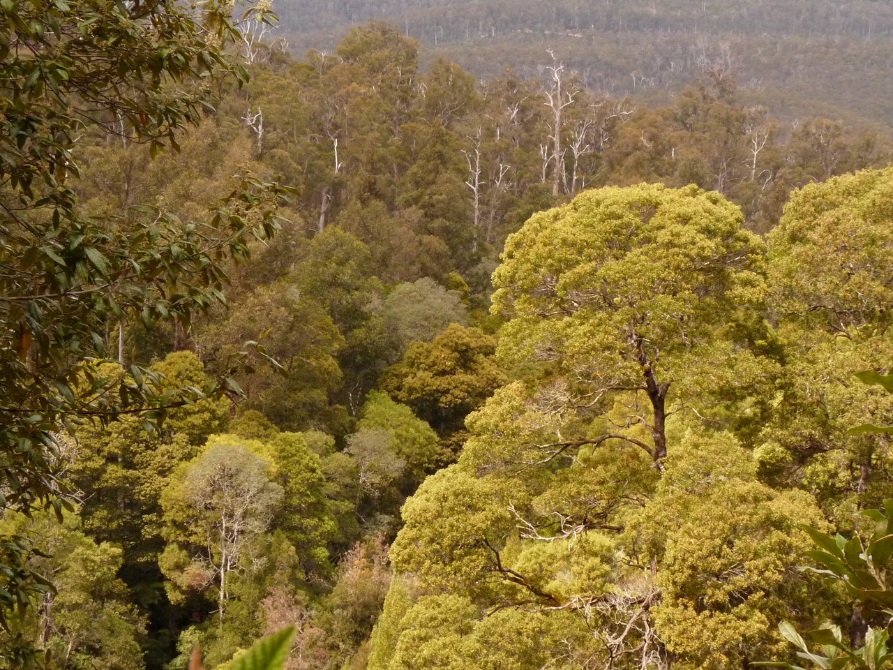 Tasmanian eucalyptus forests, Tasmania, Australia