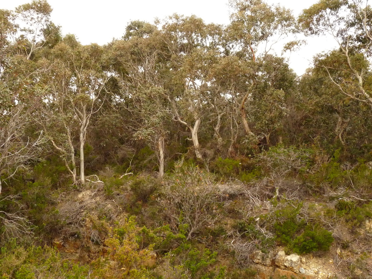Tasmanian eucalyptus forests, Tasmania, Australia